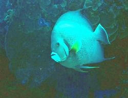 Provo. Gray angel fish. Sea&Sea Motom.II. Sub 50 strobe by George Tobolewski 